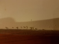 Ants were Everywhere