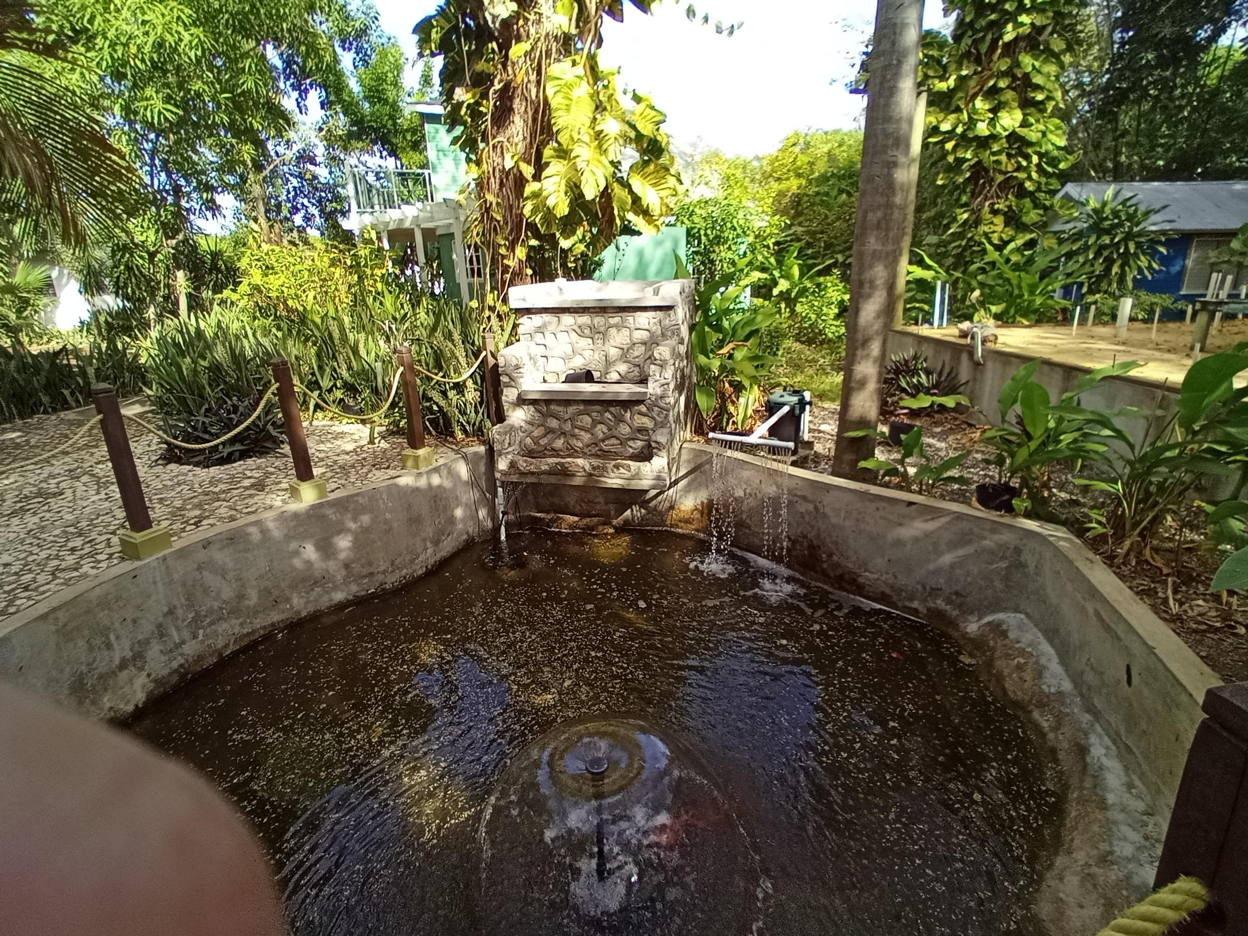 A little waterfall & fish pond in the middle of the Jamaican jungle