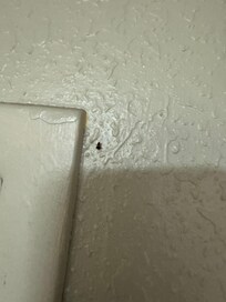 A lot of Roaches zoom in on photo