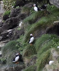 PUFFINS!!! At Dunnet Head.