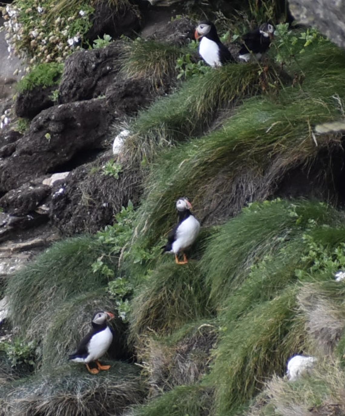 PUFFINS!!! At Dunnet Head. 