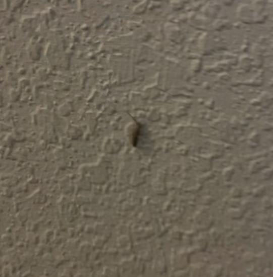 Cockroach in bathroom. 