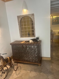 The hotel cat has real personality