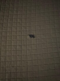 It was a non smoking room but a cigarette burn was noticed on the bed cover. Room was clean and smoking smell noticed.