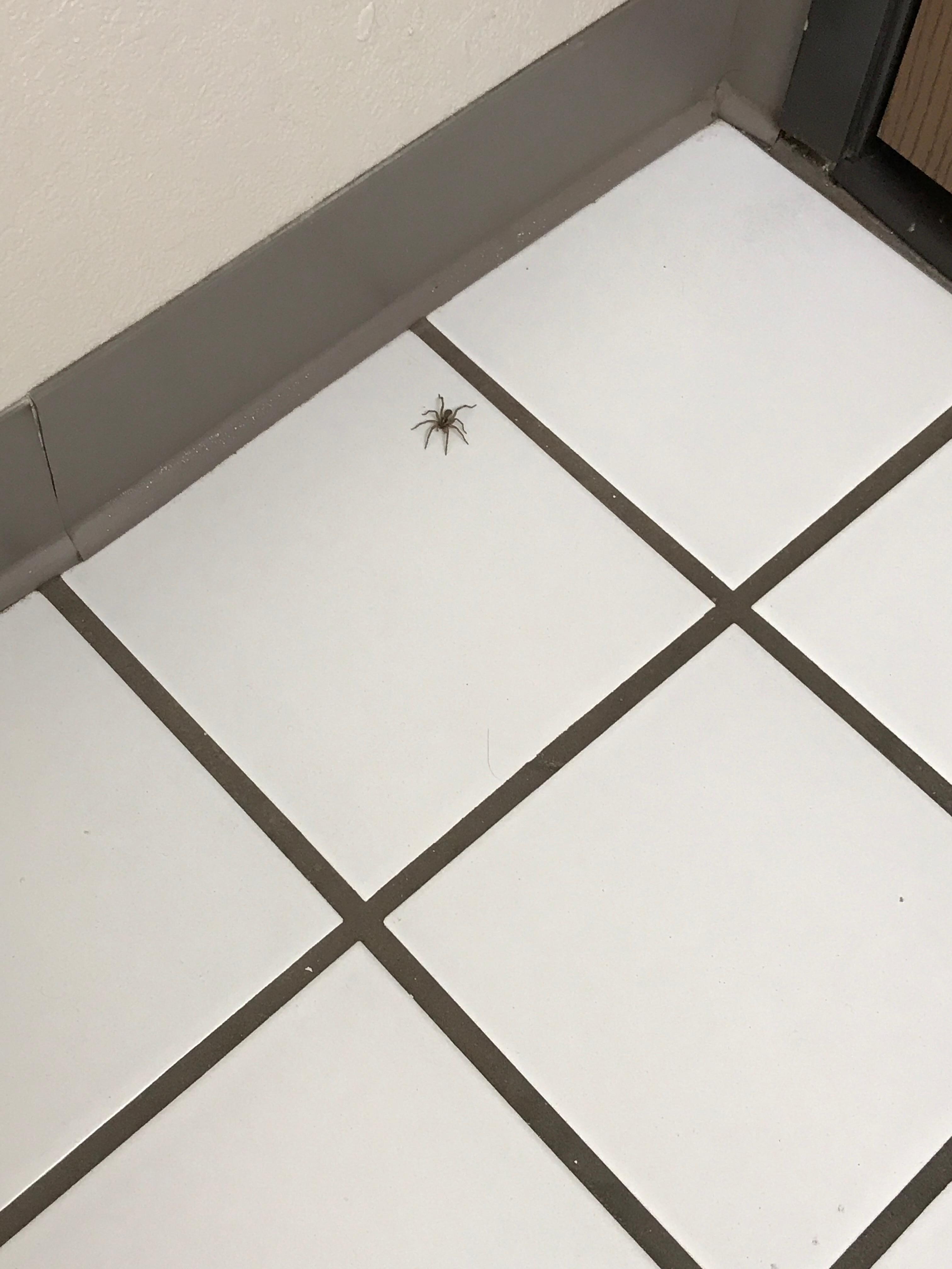 Spider
