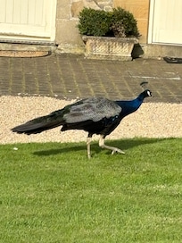 Påfugler gikk rundt på eiendommen.