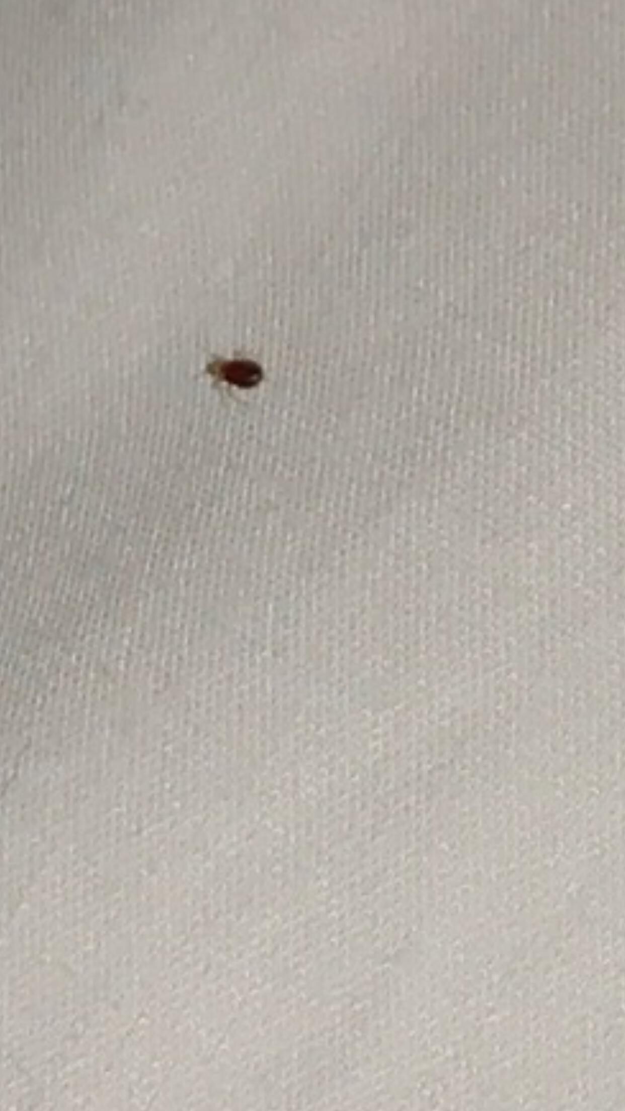 Bed Bug