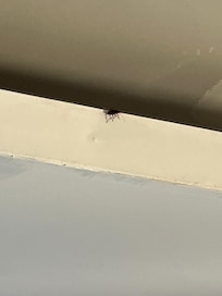 Barata fazendo sua suculenta refeição 
no restaurante principal.