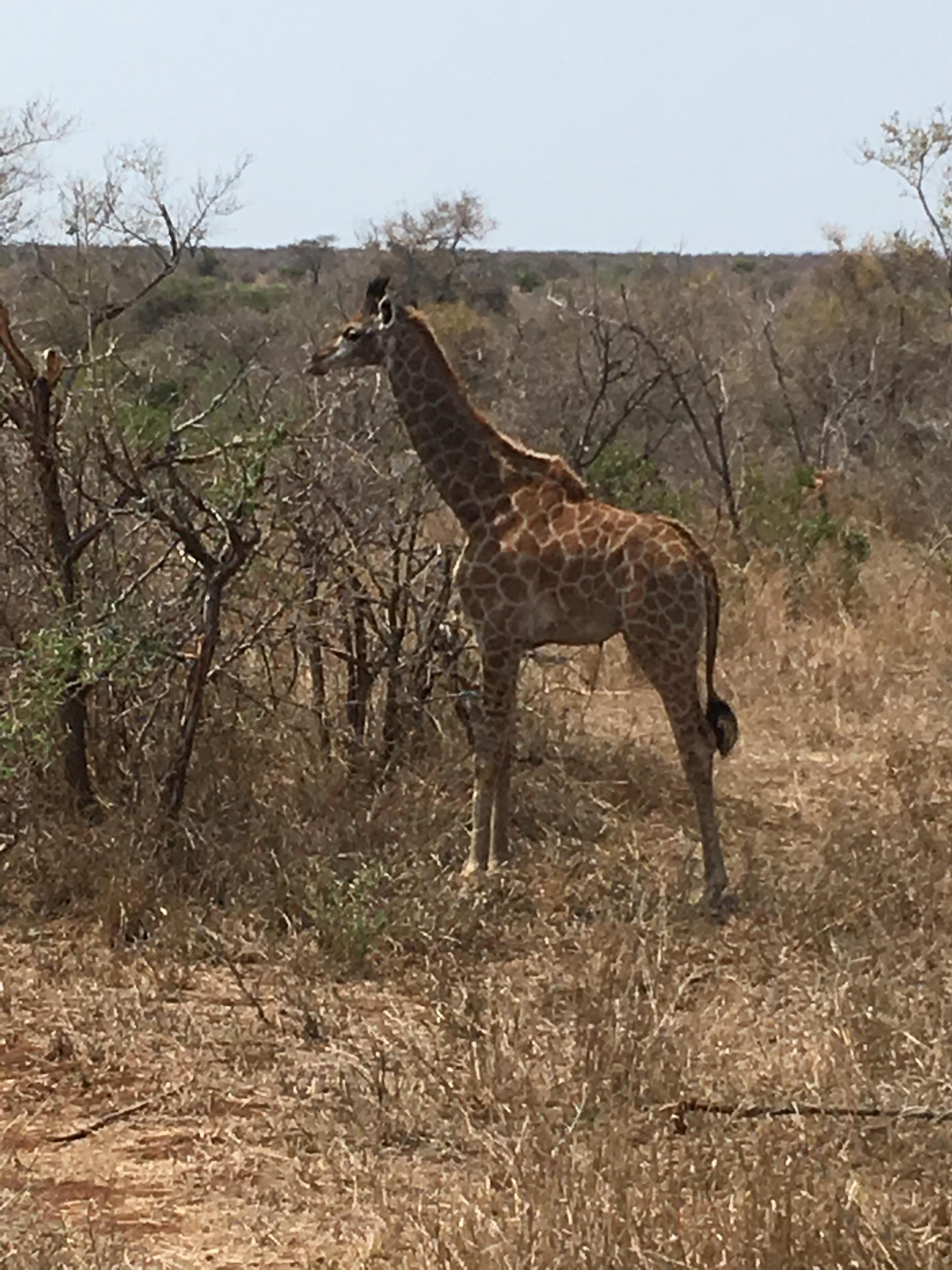 Very young baby Giraffe 