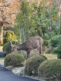 Deer visiting hotel