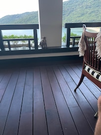 Visit from the monkeys