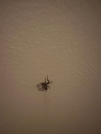 Several dead spiders