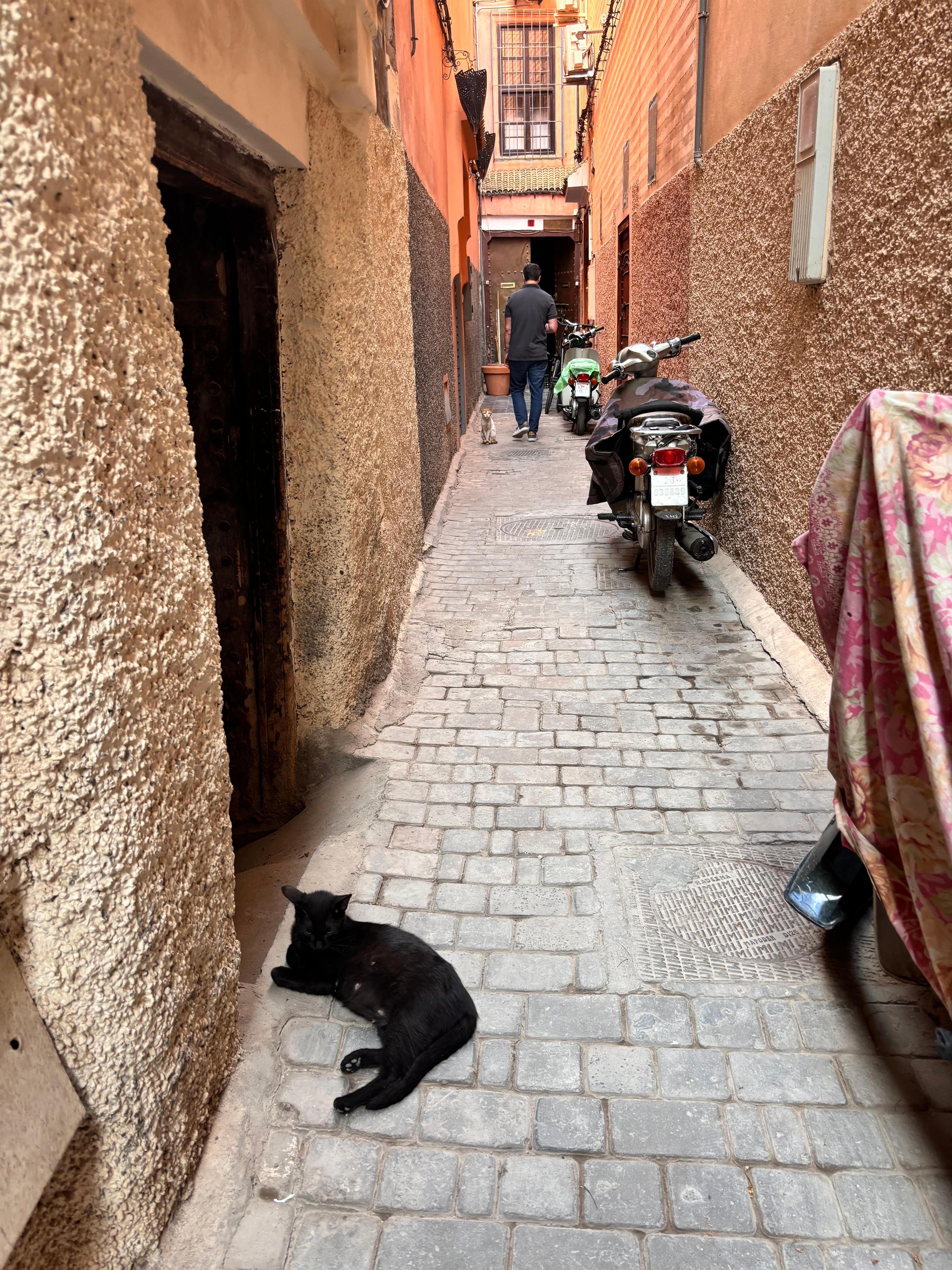 Riad is at the end of this quiet corridor populated with resident cats. 