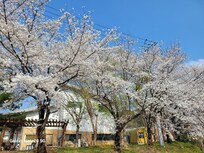 숙소앞 벚꽃 만개사진