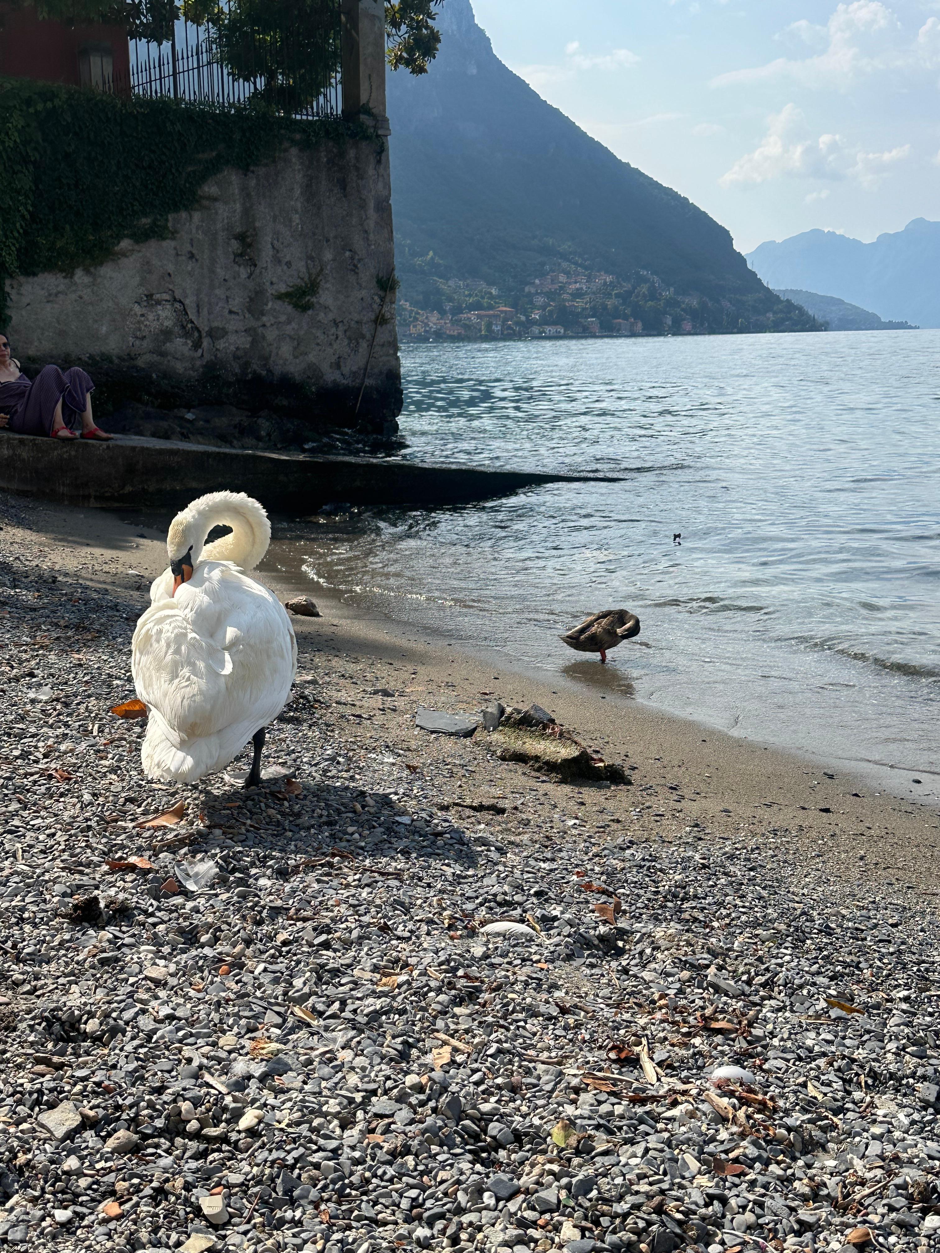 Swans and ducks on the beach.