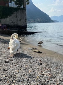Swans and ducks on the beach.
