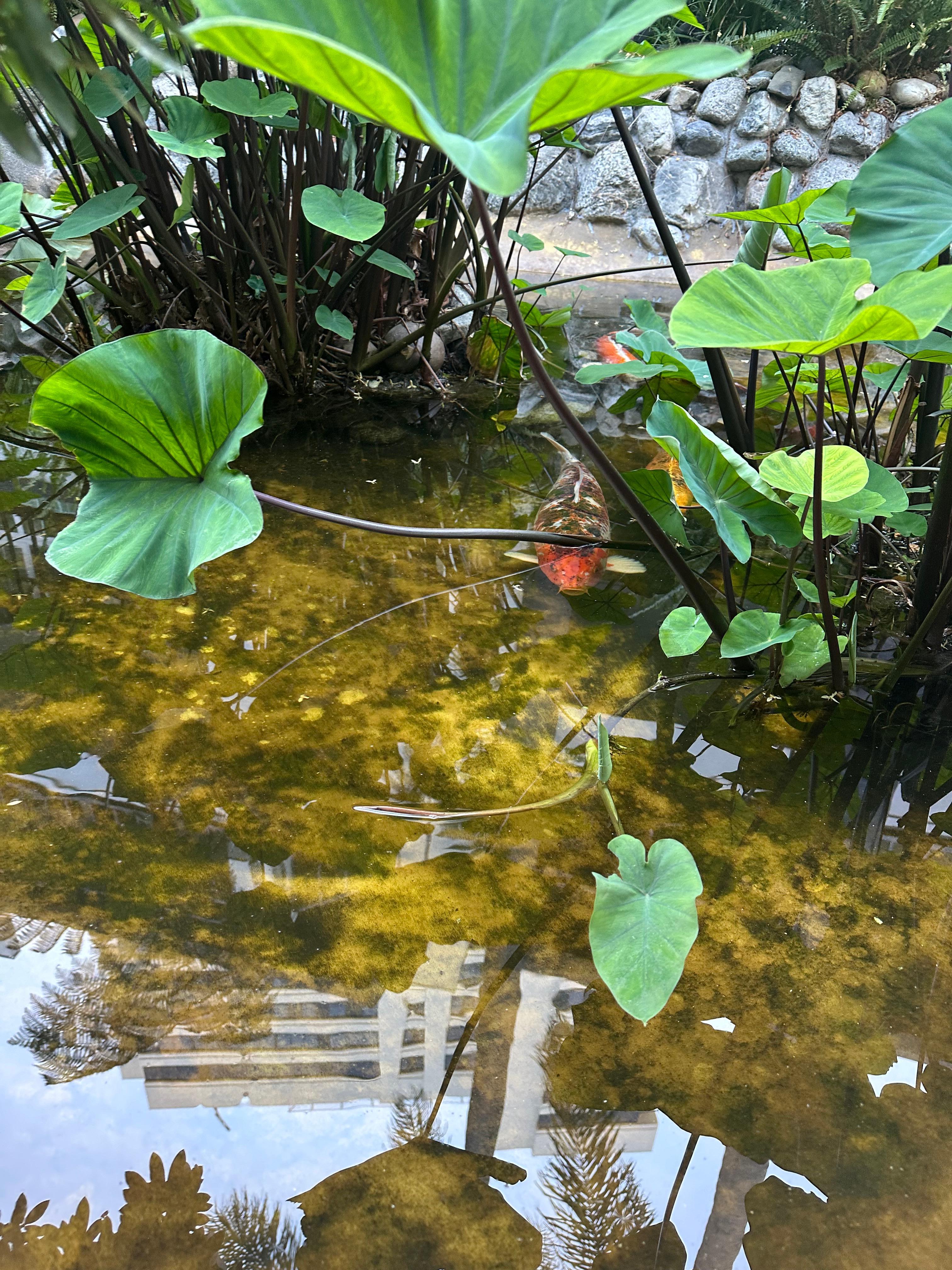 Koi pond