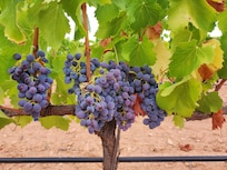 Variedad bobal