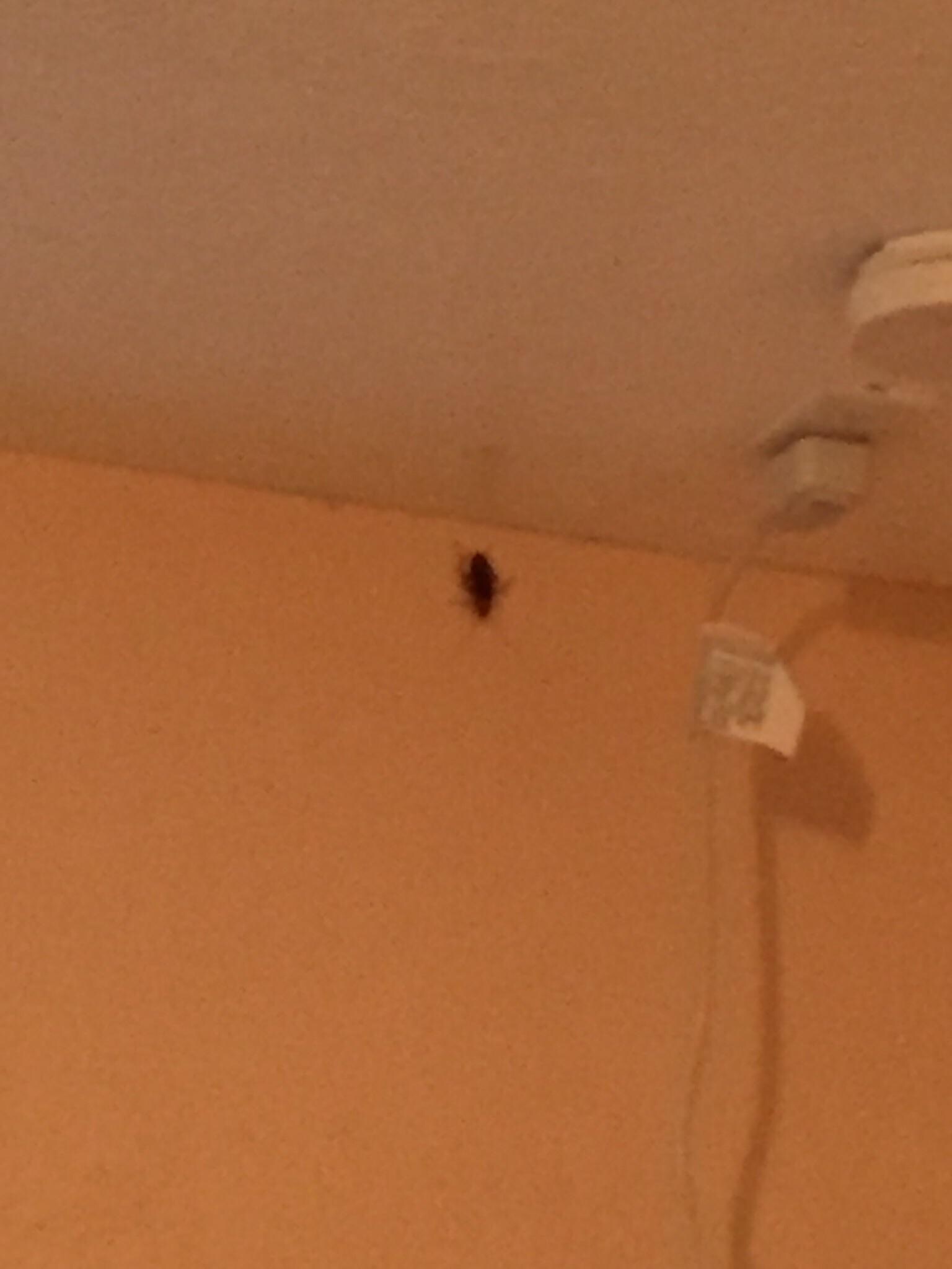 HUGE roach