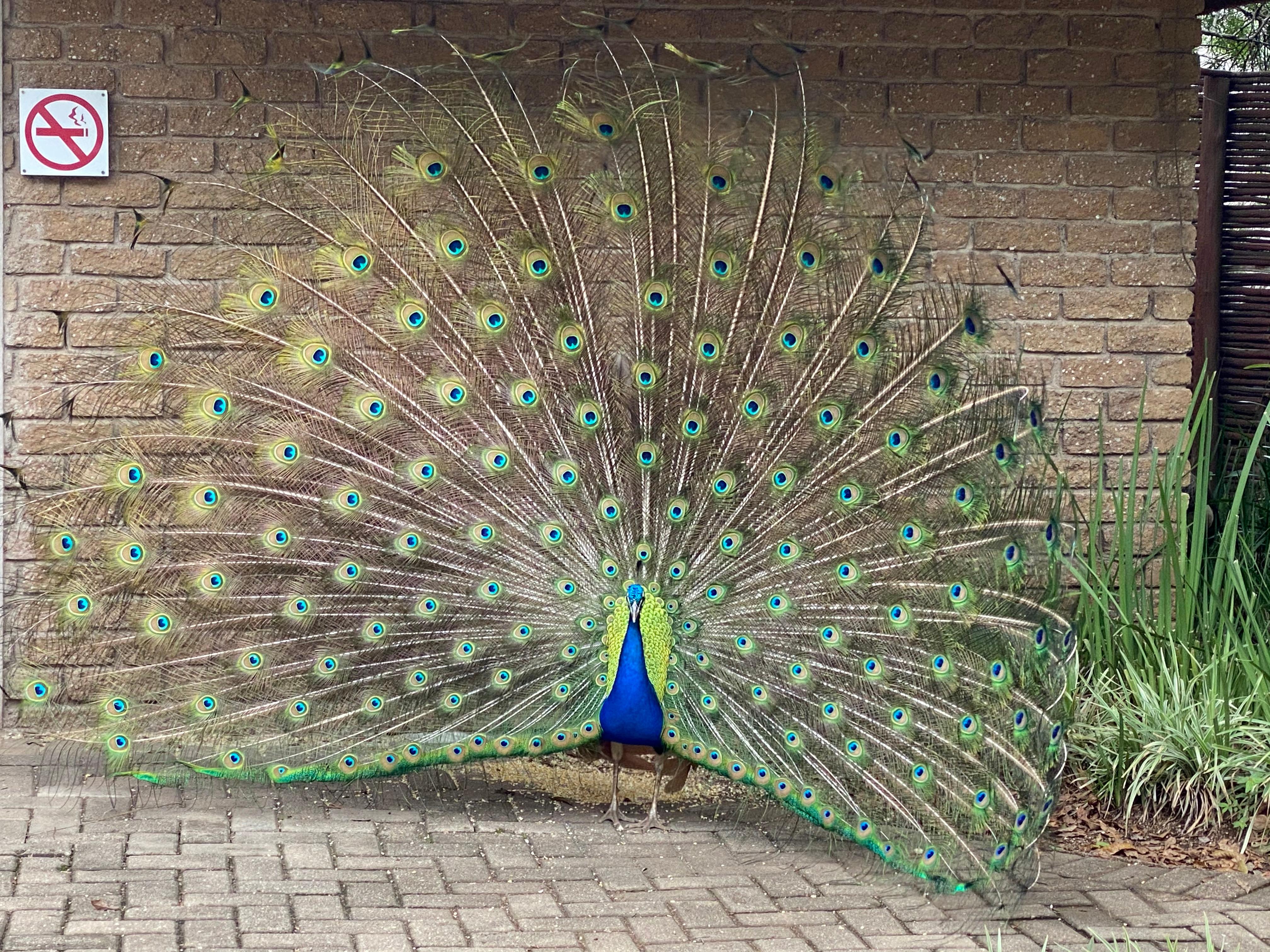 This guy lives on the grounds with his family. 