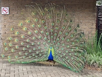 This guy lives on the grounds with his family.