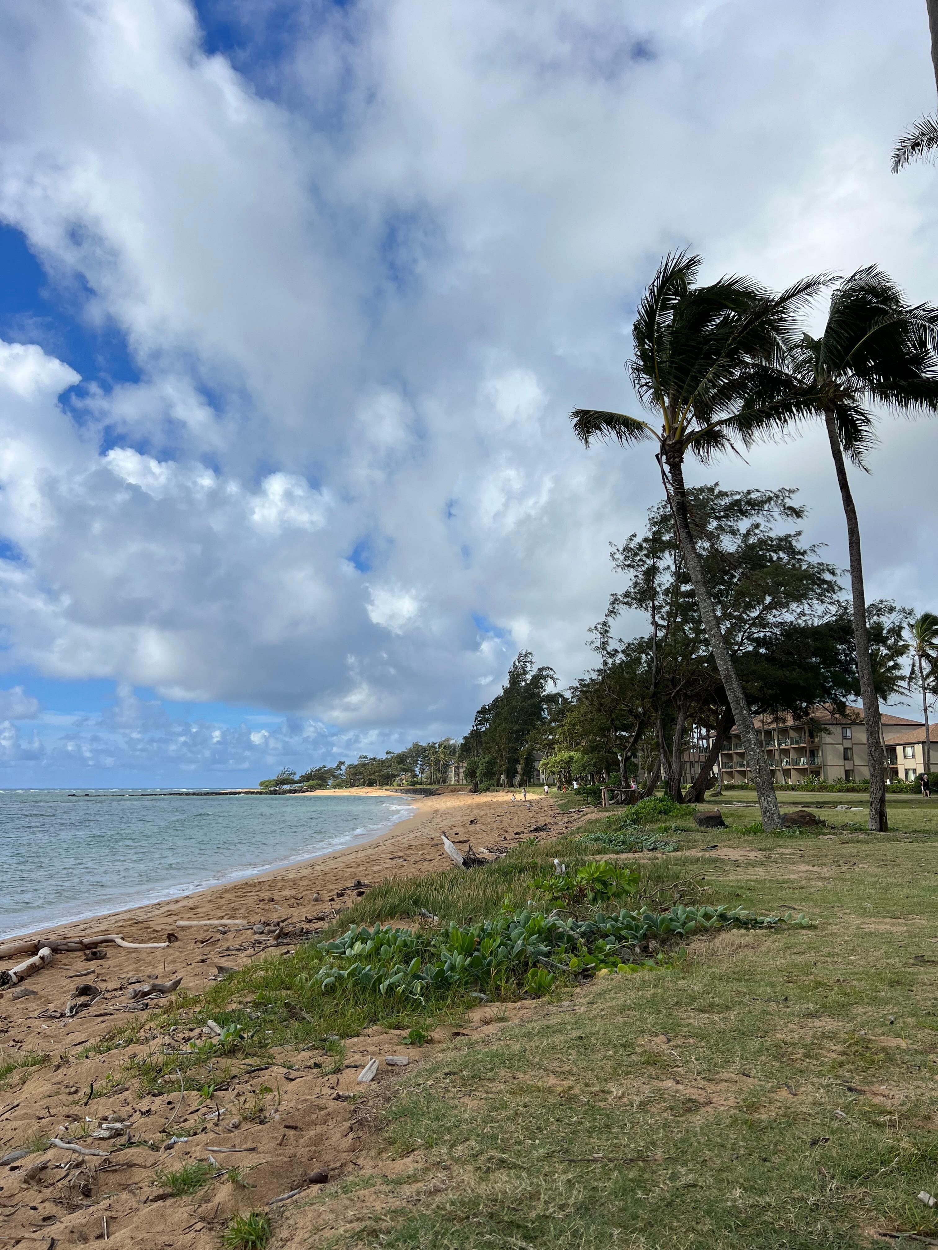 Sheraton Kauai Coconut Beach Resort in Kapaa Find Hotel Reviews, Rooms