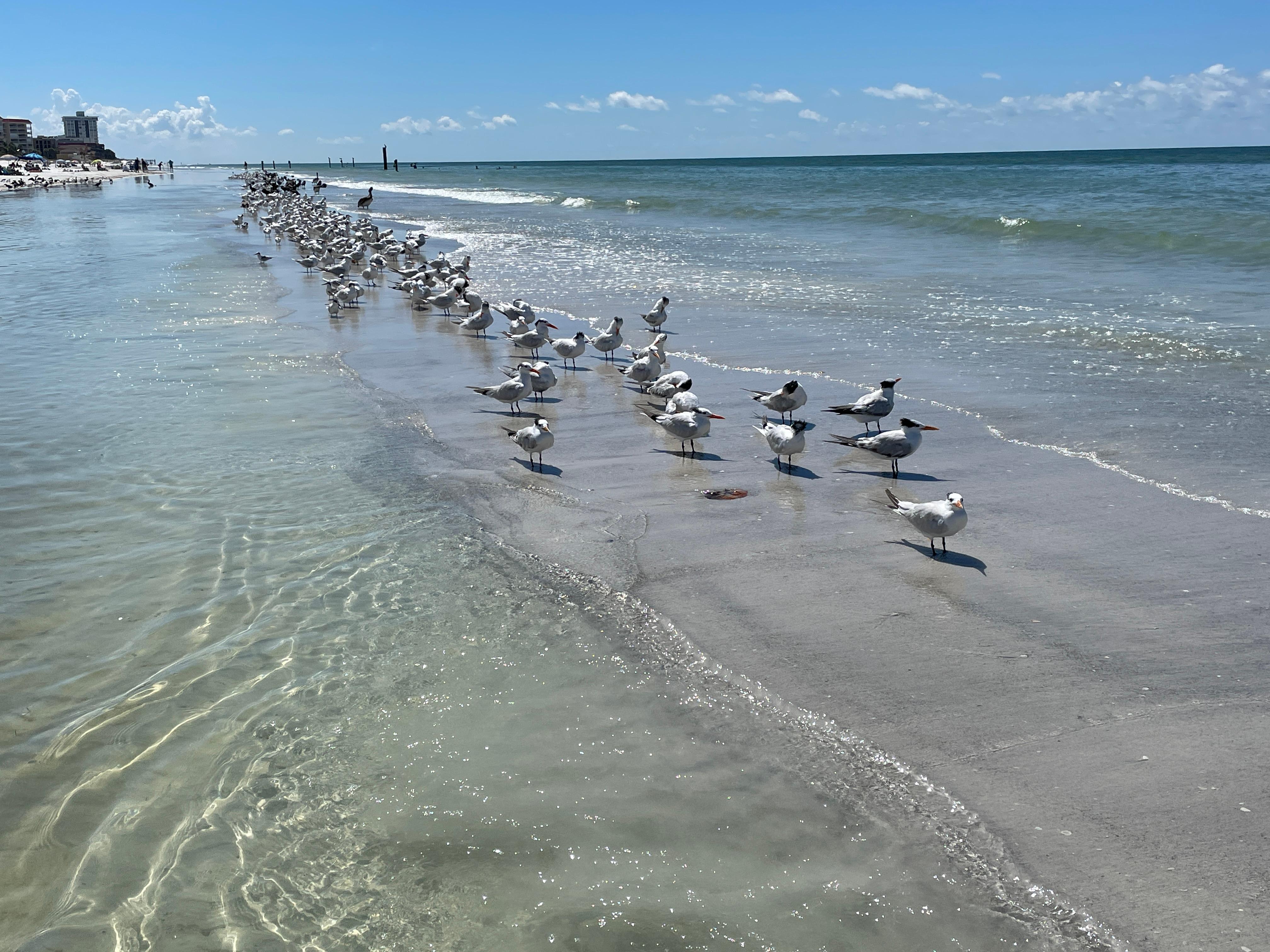 Lots of different birds