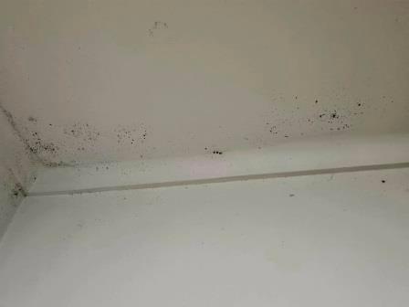 Mold on the bathroom ceiling