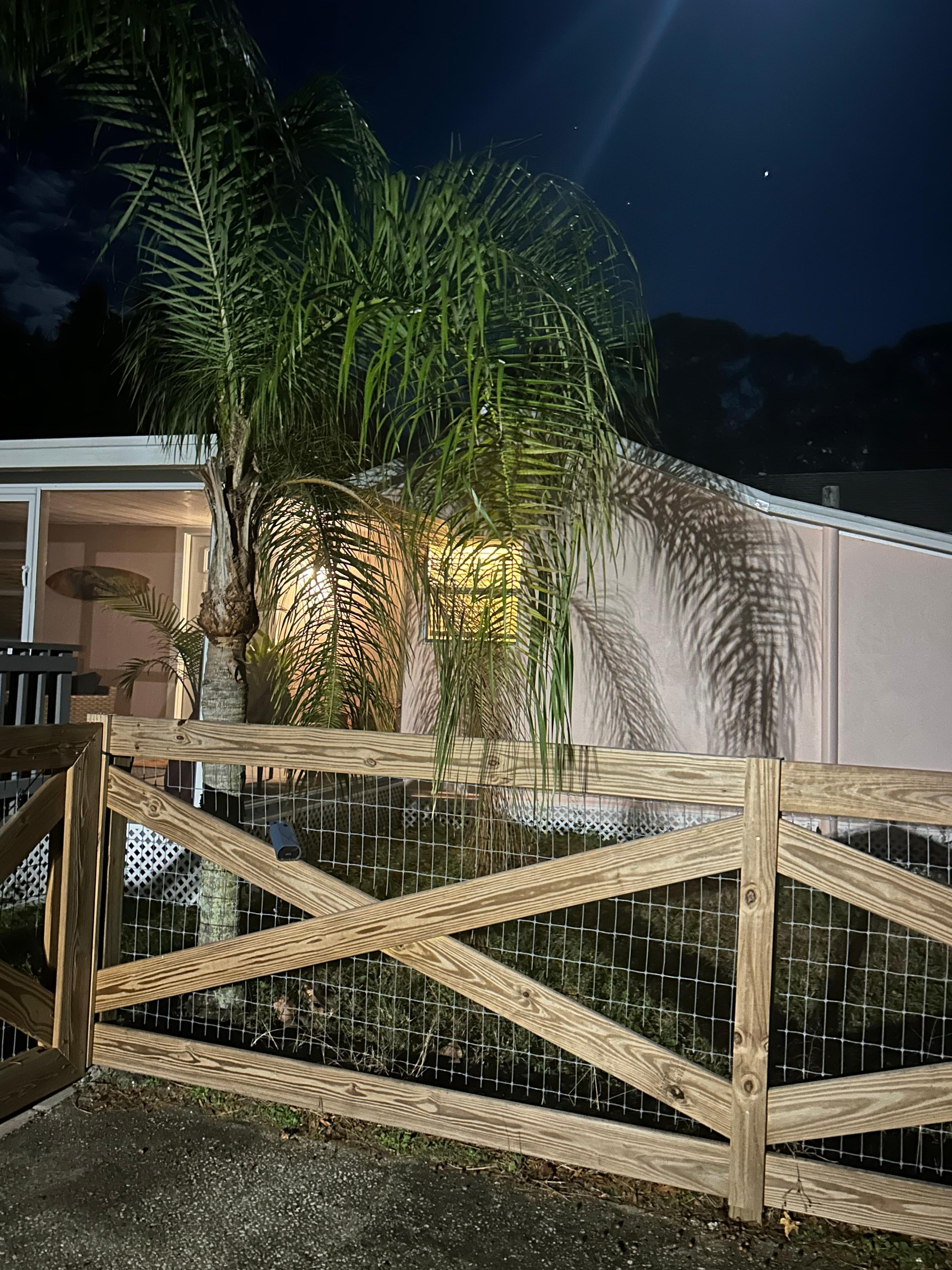 Nice evening reflection of palm tree. 