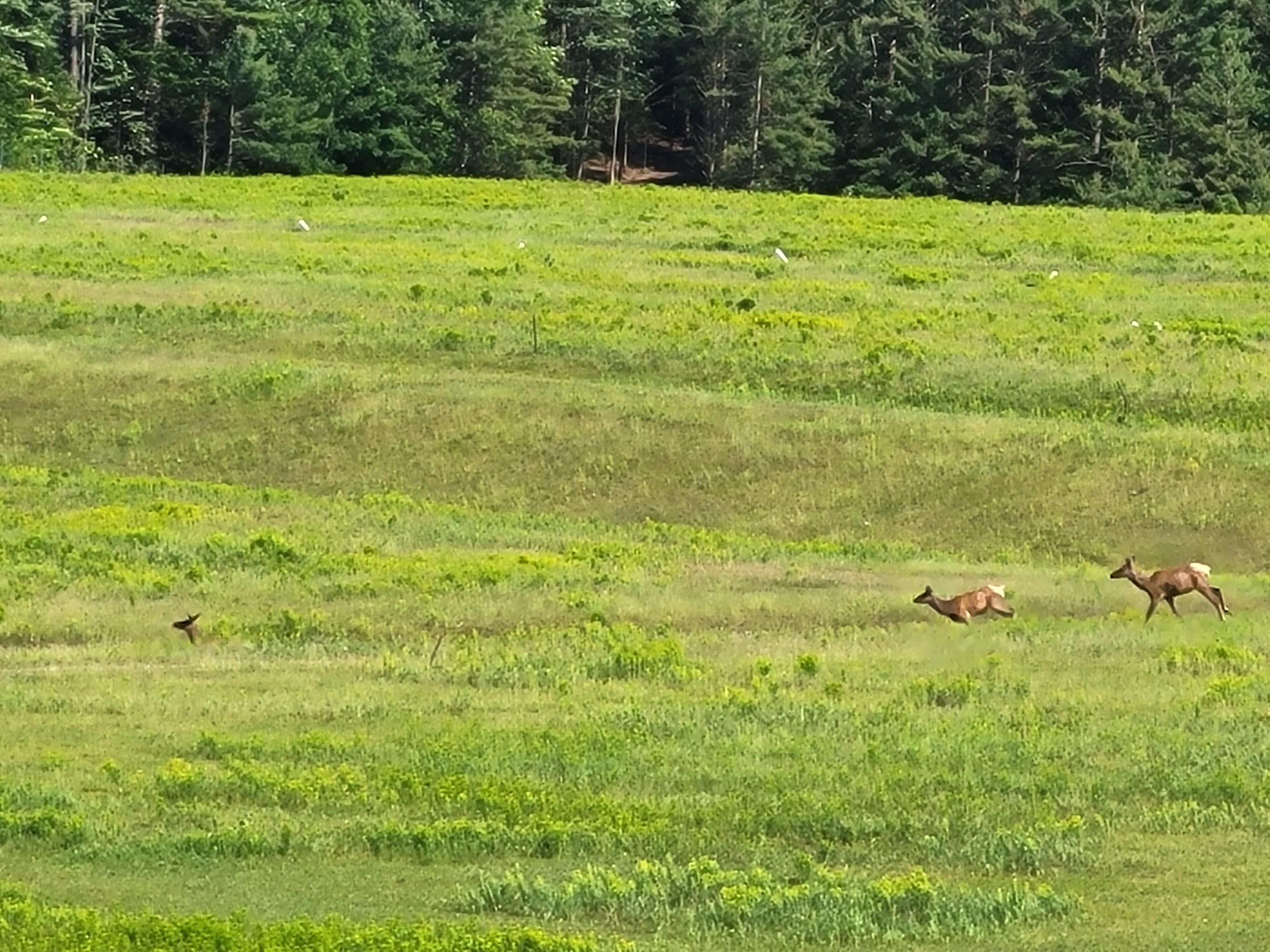 Elk
