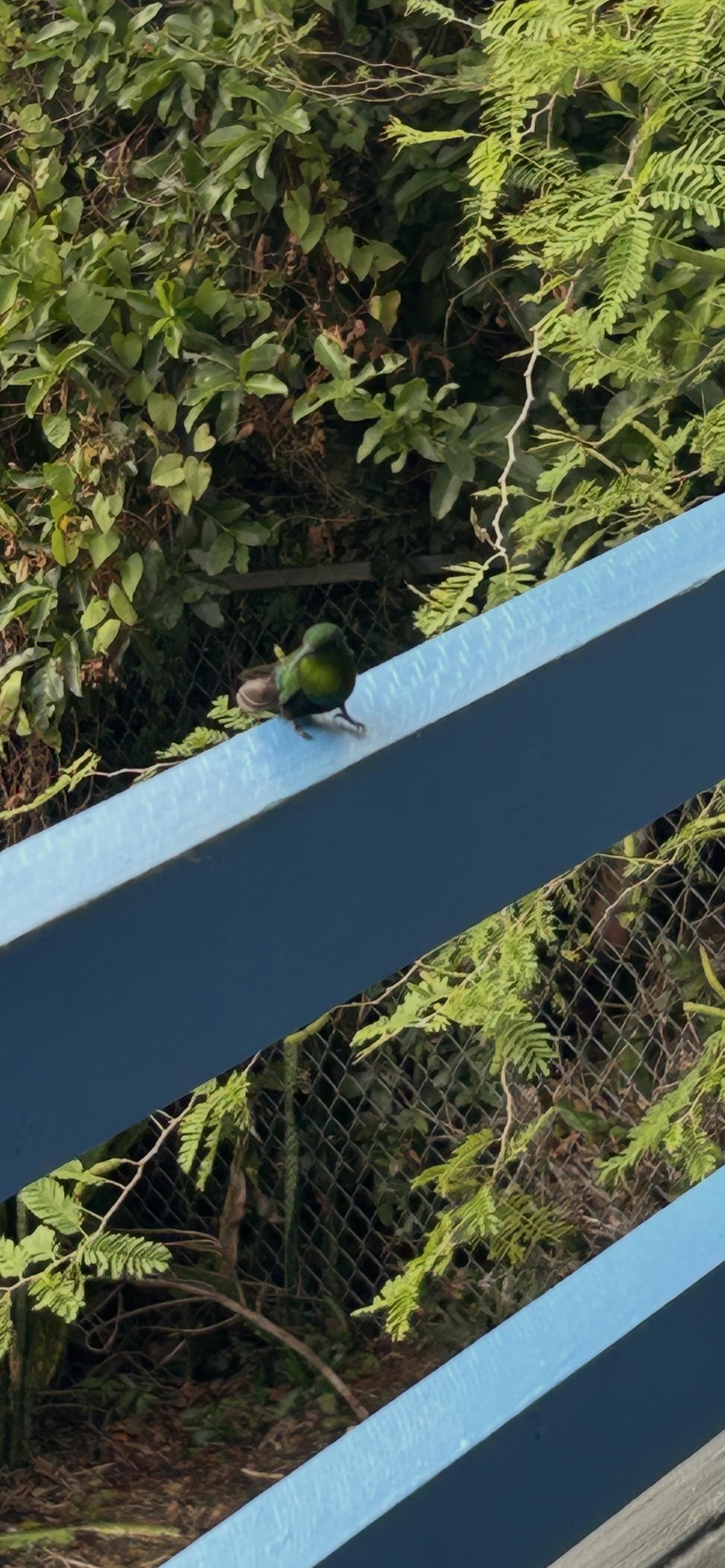 The hummingbird joined me on the balcony one morning.