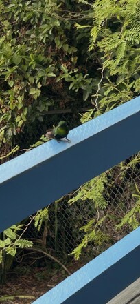 The hummingbird joined me on the balcony one morning.