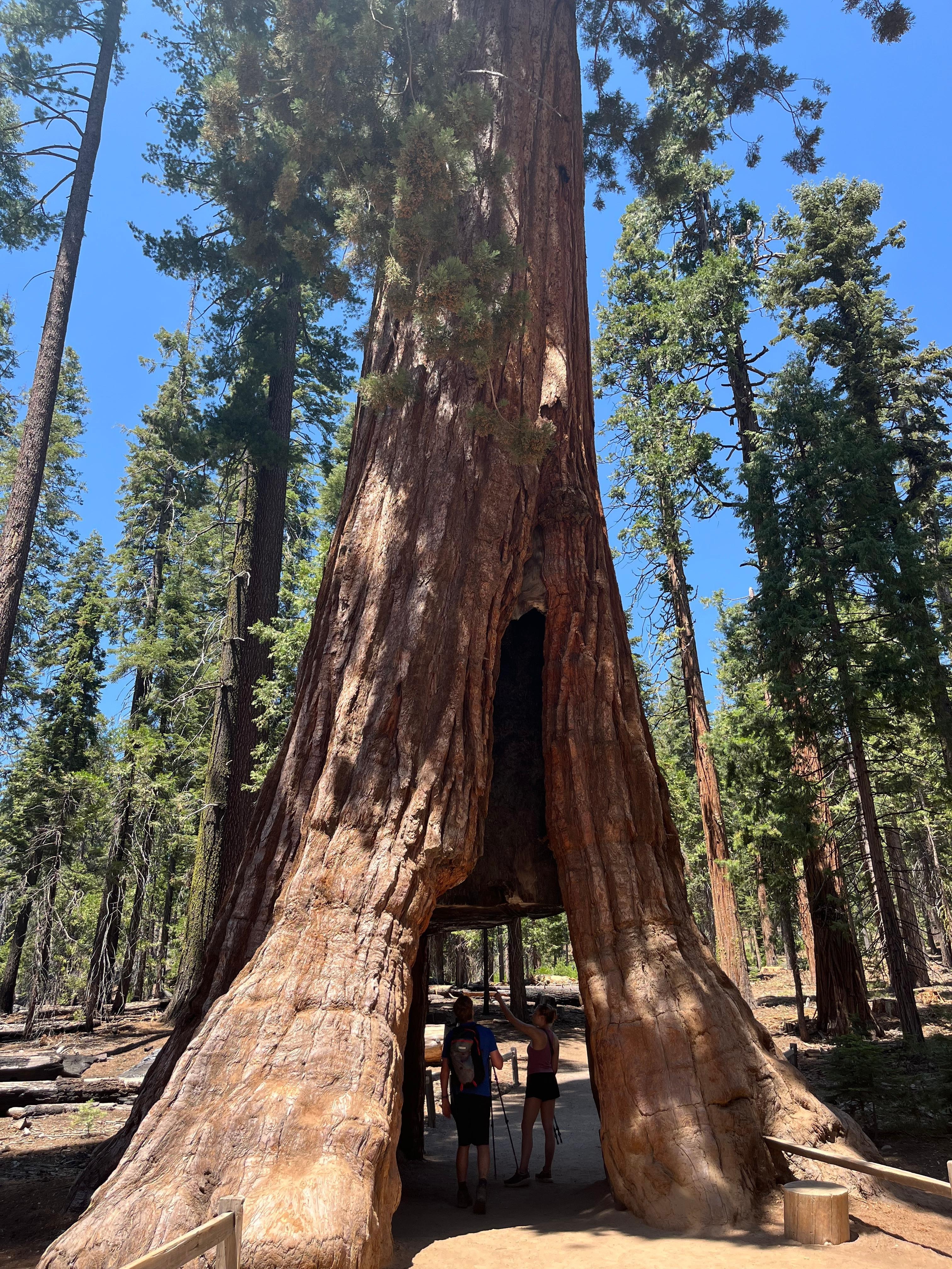 Mariposa grove