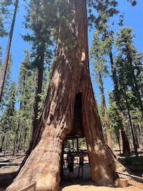 Mariposa grove