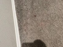 Red, blood? Stains on carpet in bedroom.