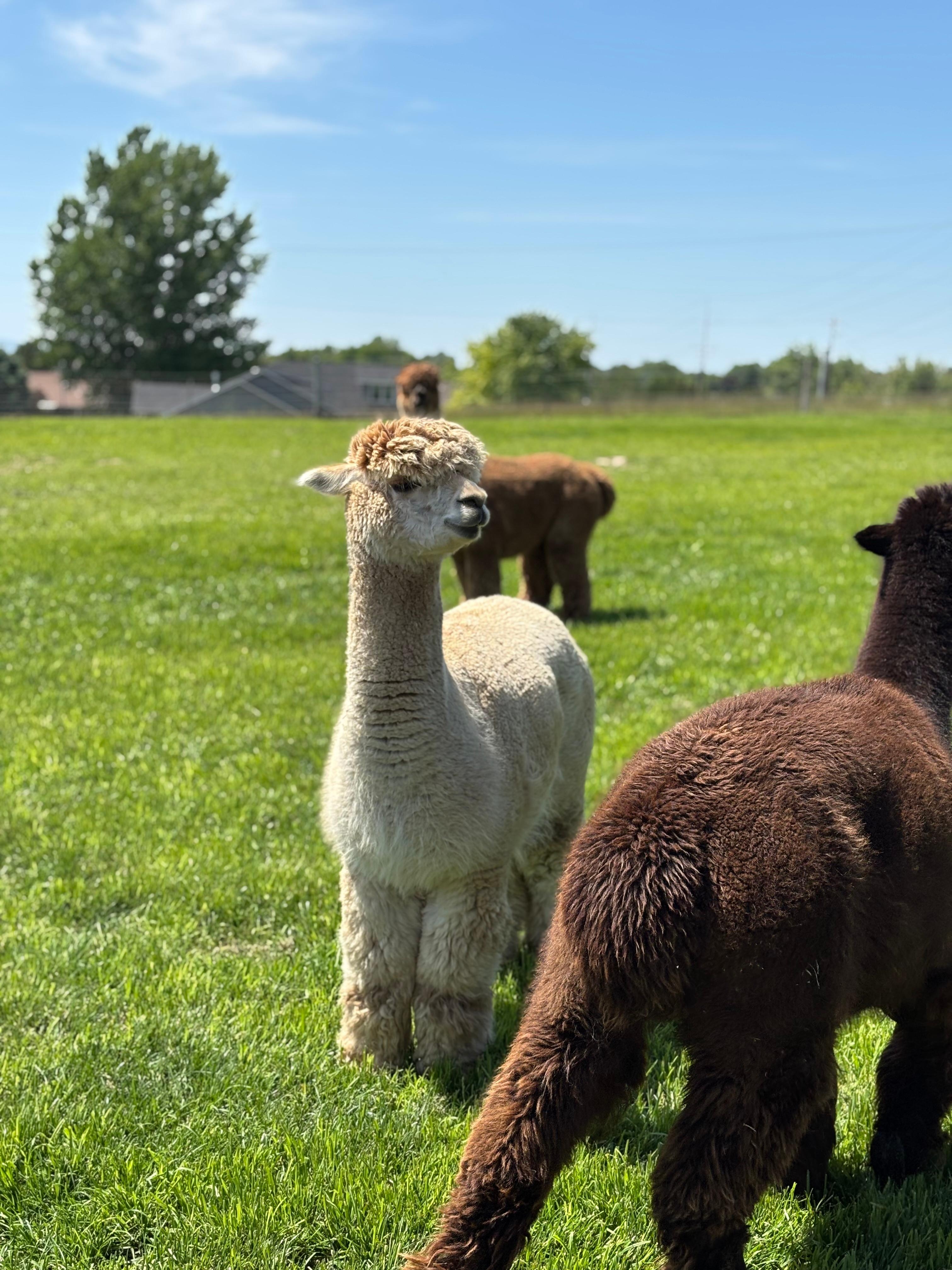 Resident alpacas