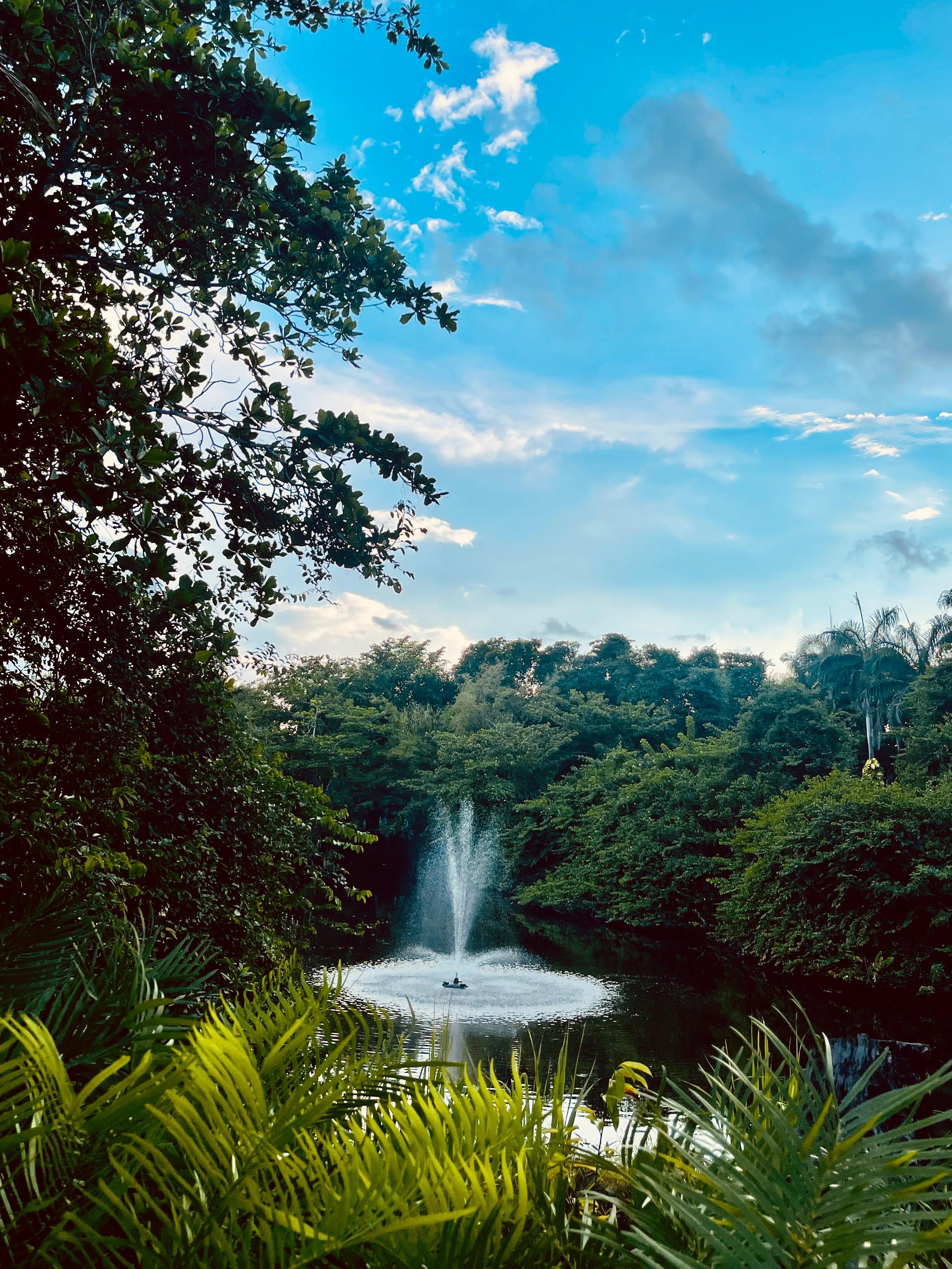 View from the garden