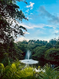 View from the garden