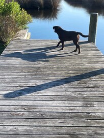 Dog Heaven