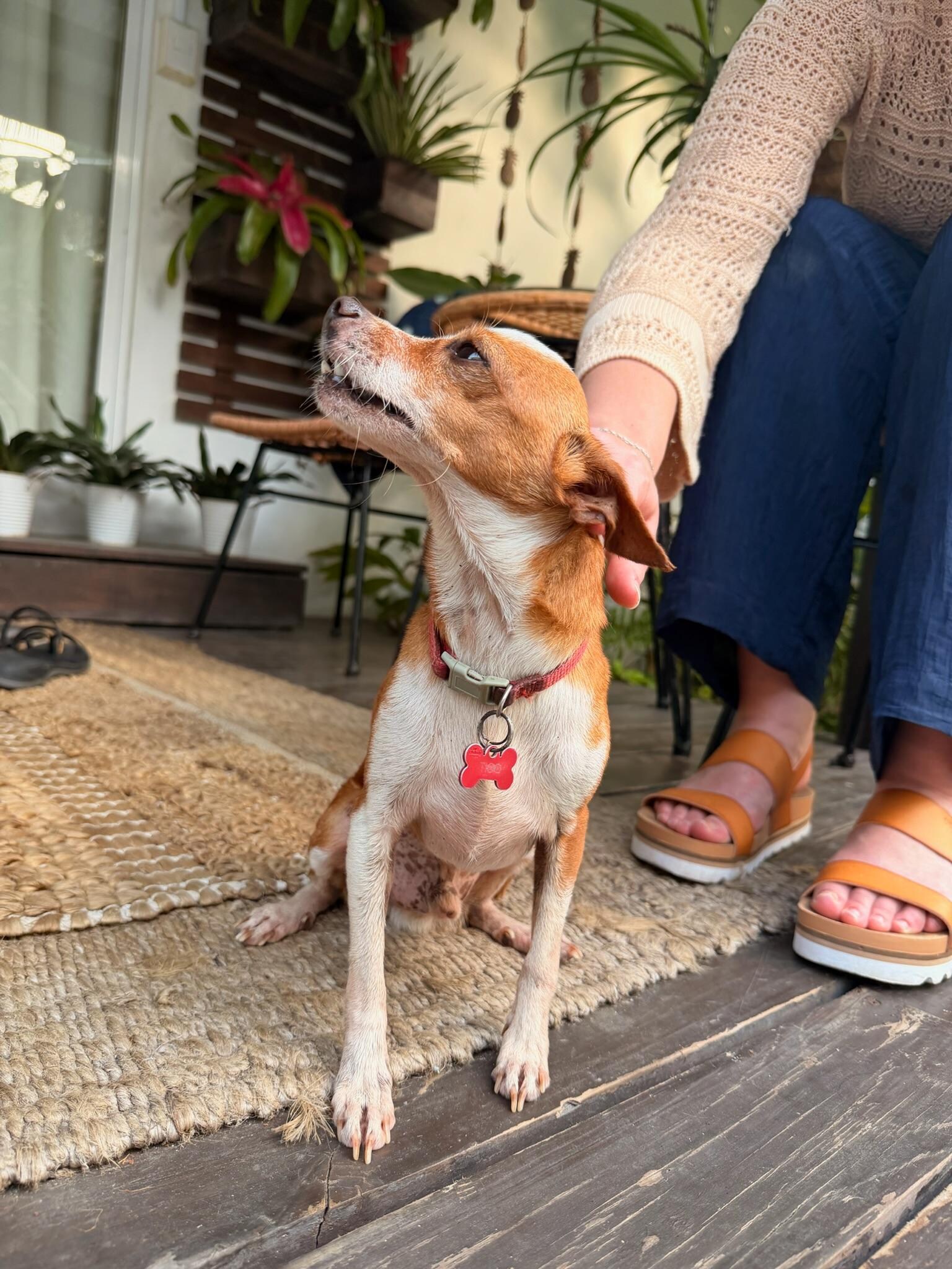 Tico our pet for the week