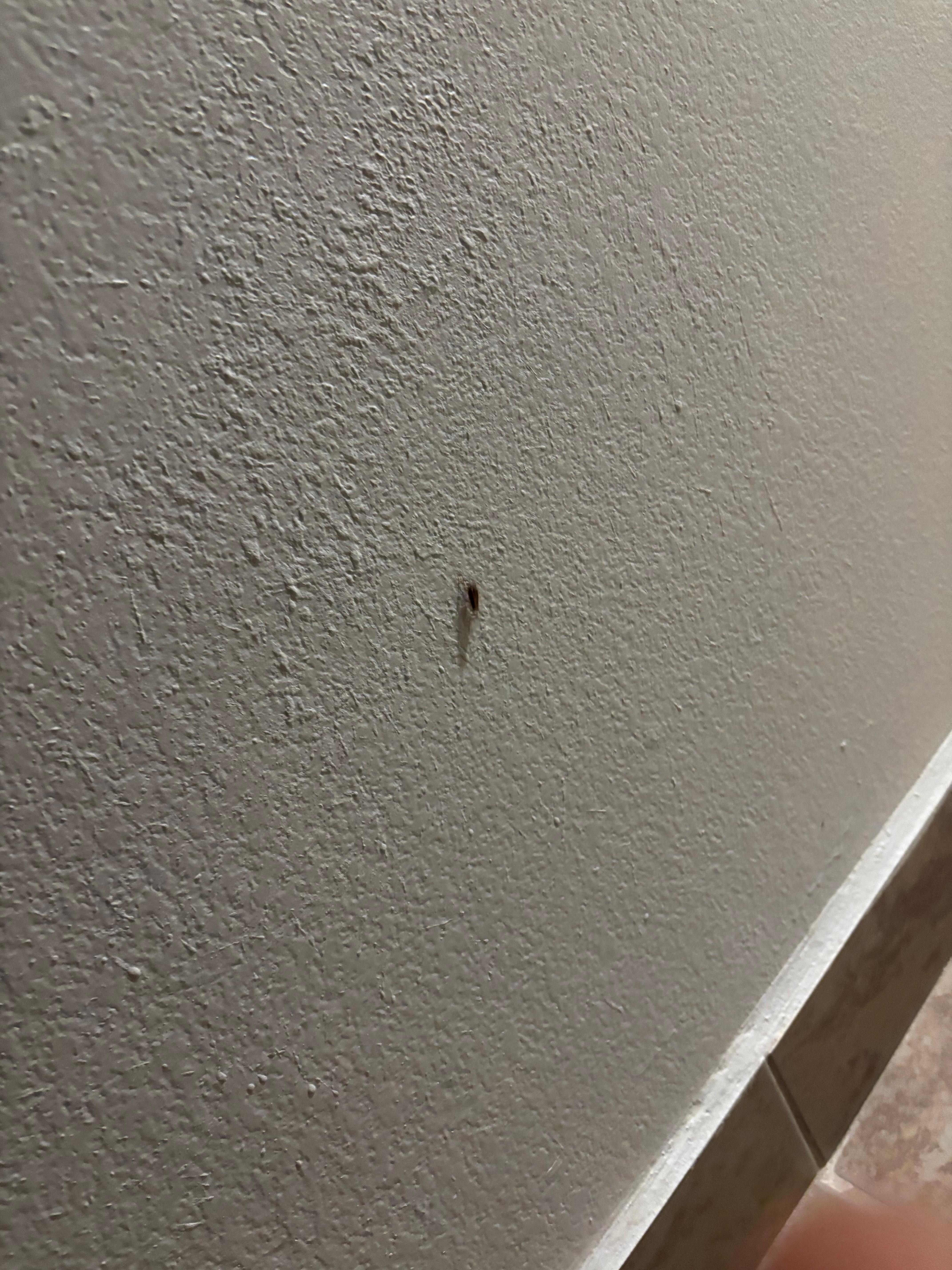 A roach in the room