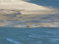Seals viewed from the living area