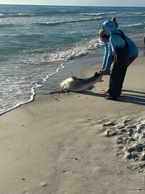 local shark fisherman