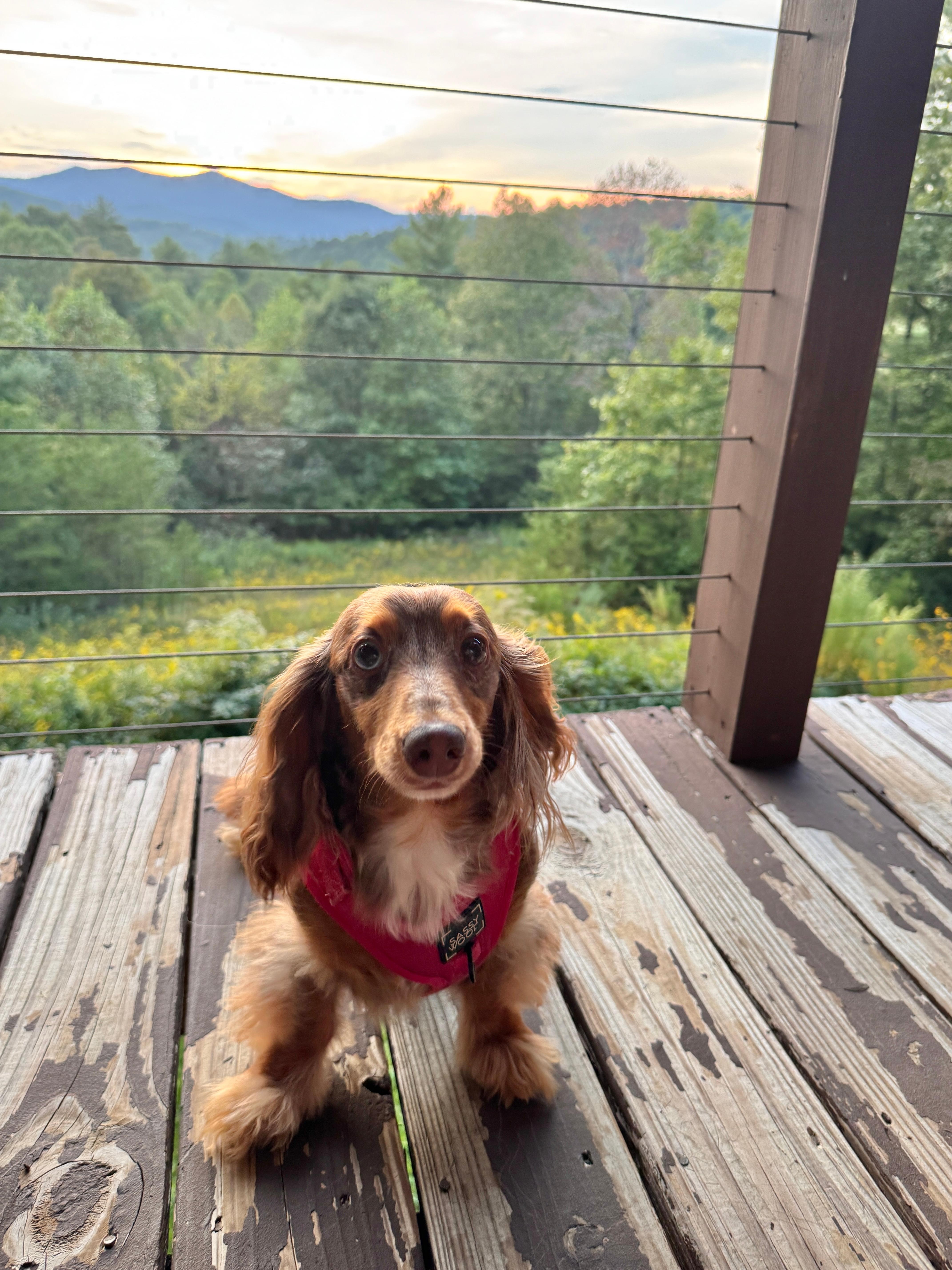 One of our fur babies enjoying the view