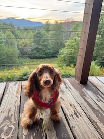 One of our fur babies enjoying the view