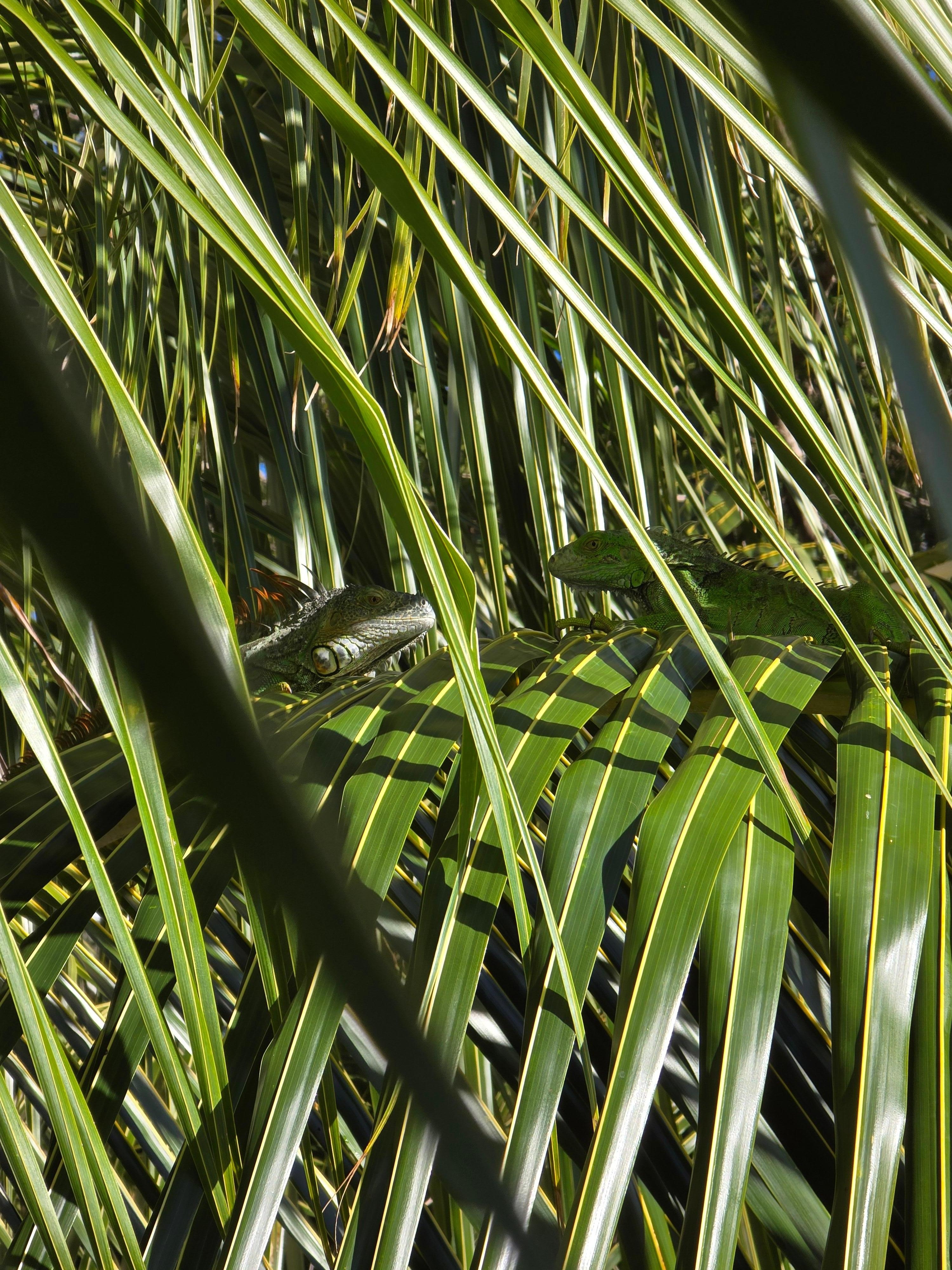 We believe we had the privilege of watching this lady dismiss multiple suitors off of her brach! 