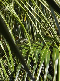 We believe we had the privilege of watching this lady dismiss multiple suitors off of her brach!