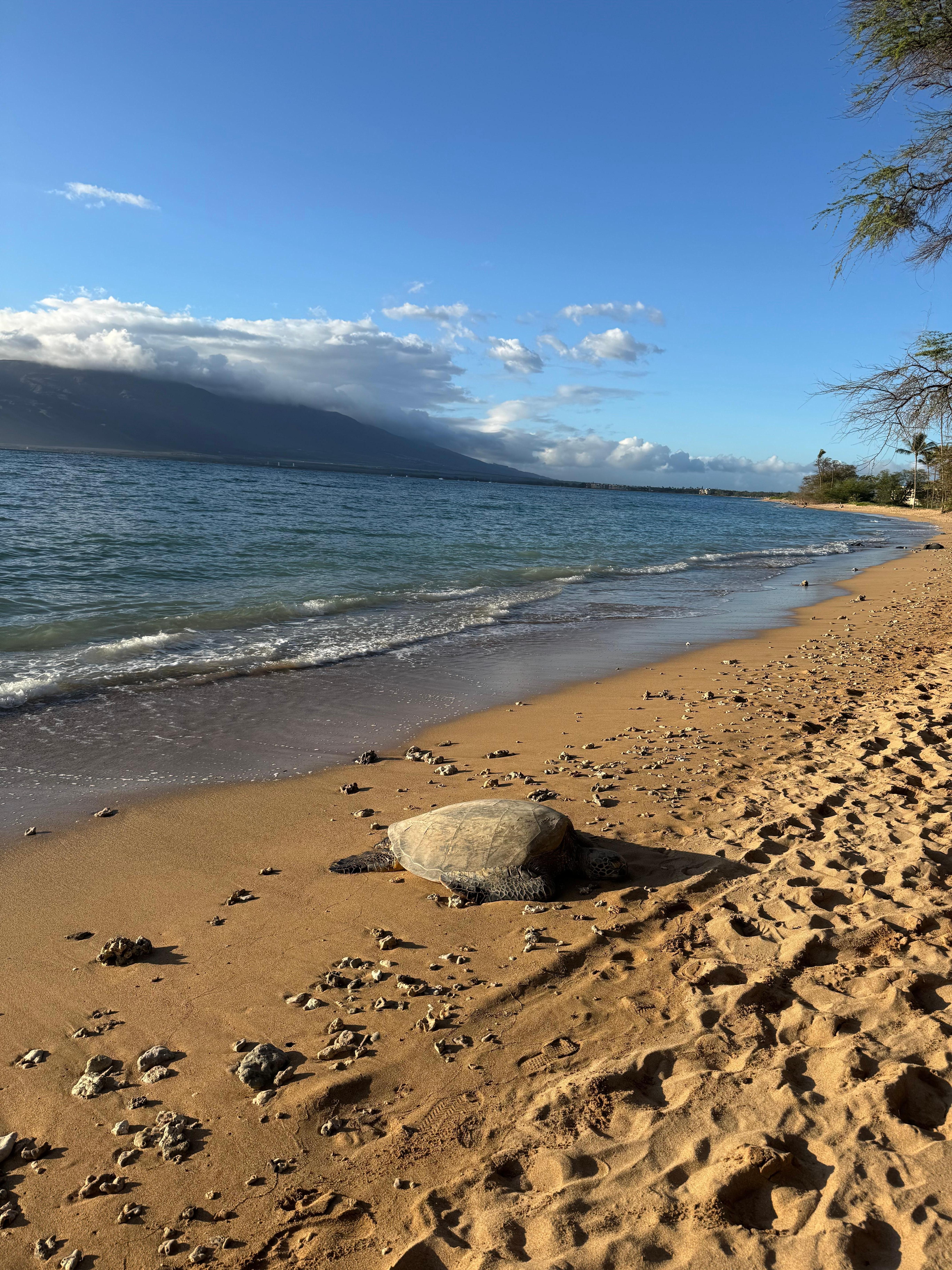 Just in steps away from stay we saw a few turtle each day. 