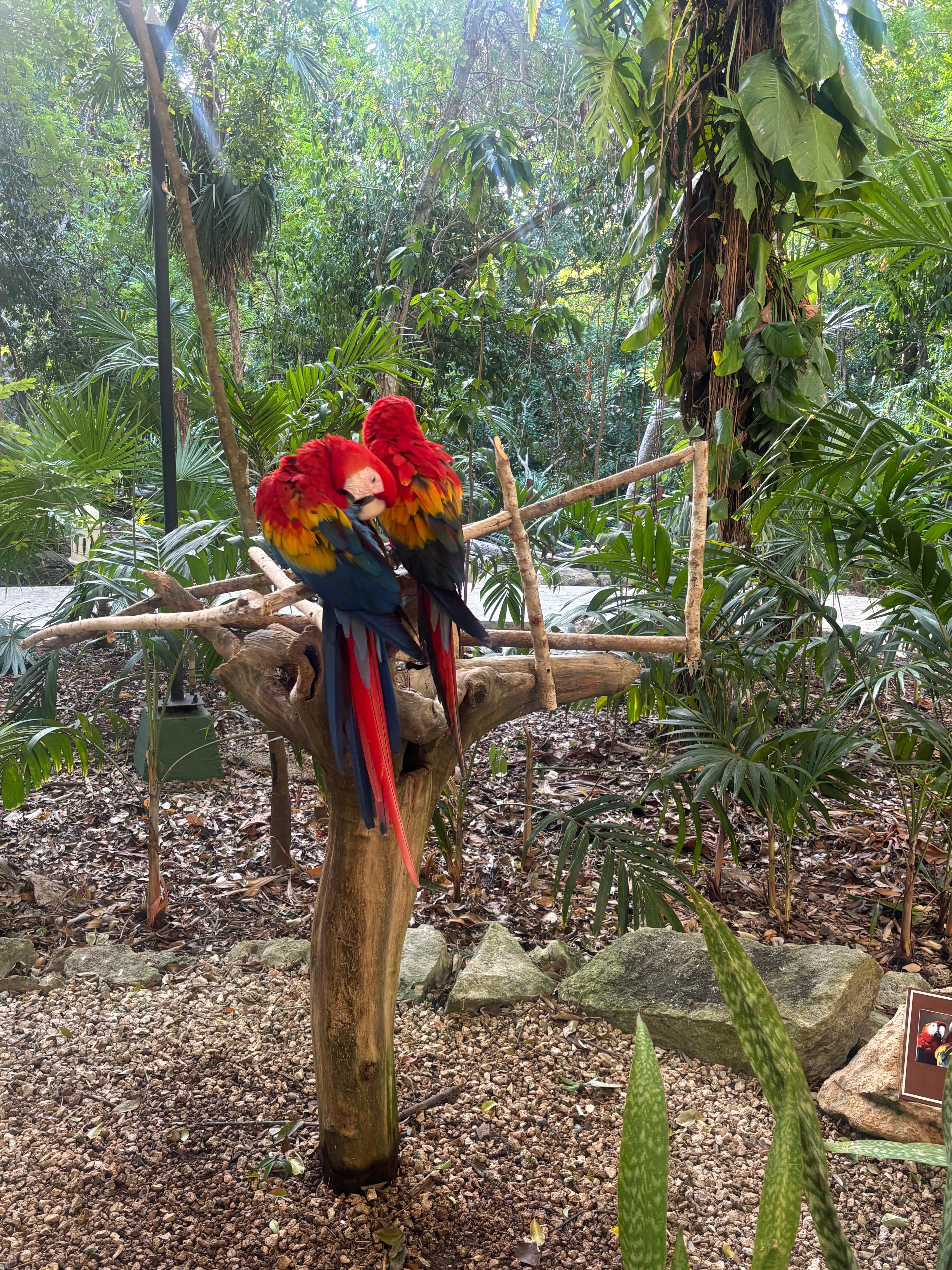 Macaws 
