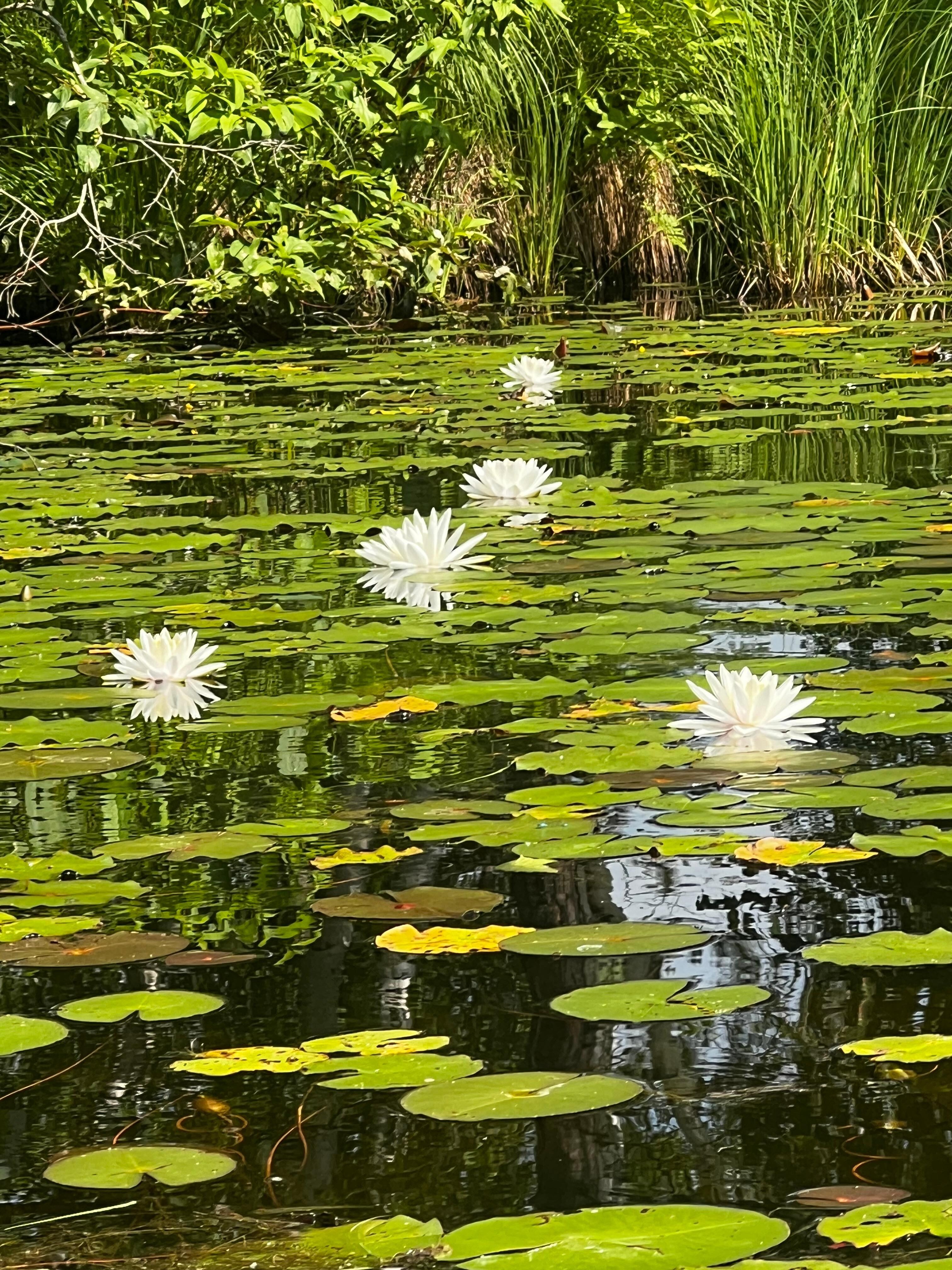 The flowers smelled so good all along the channel